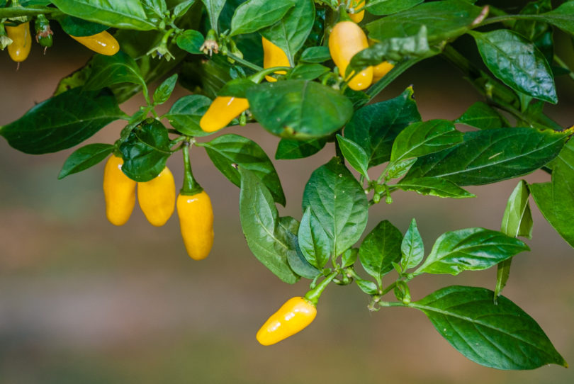 AGB2142 - Capsicum annuum - variedad de chile