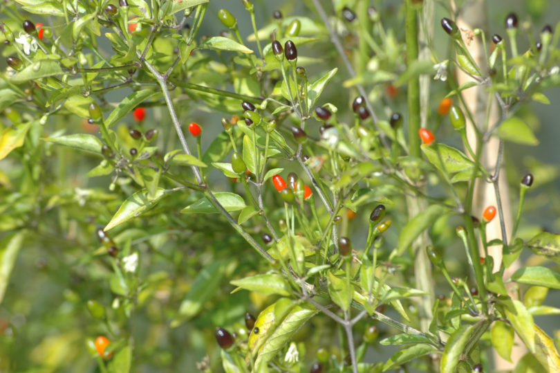 Anaheim F-6 Pm 751 - Capsicum annuum - variedad de chile