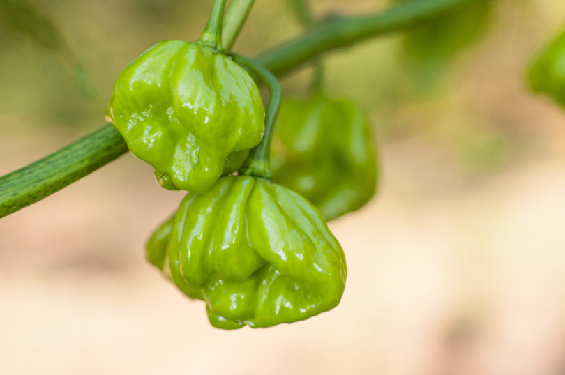 1576 - Capsicum annuum - variedad de chile