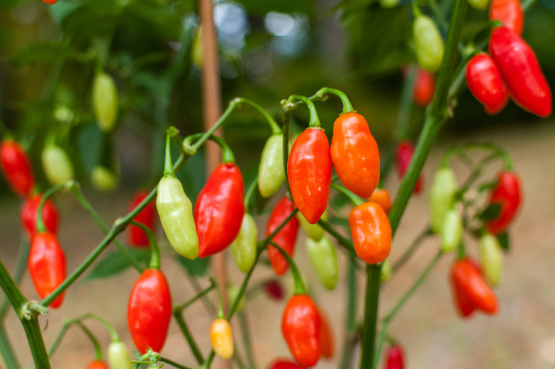 1991-CAP-AN-65 - Capsicum annuum - variedad de chile