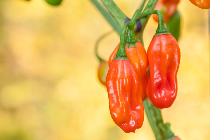 Ambra - Capsicum annuum - variedad de chile