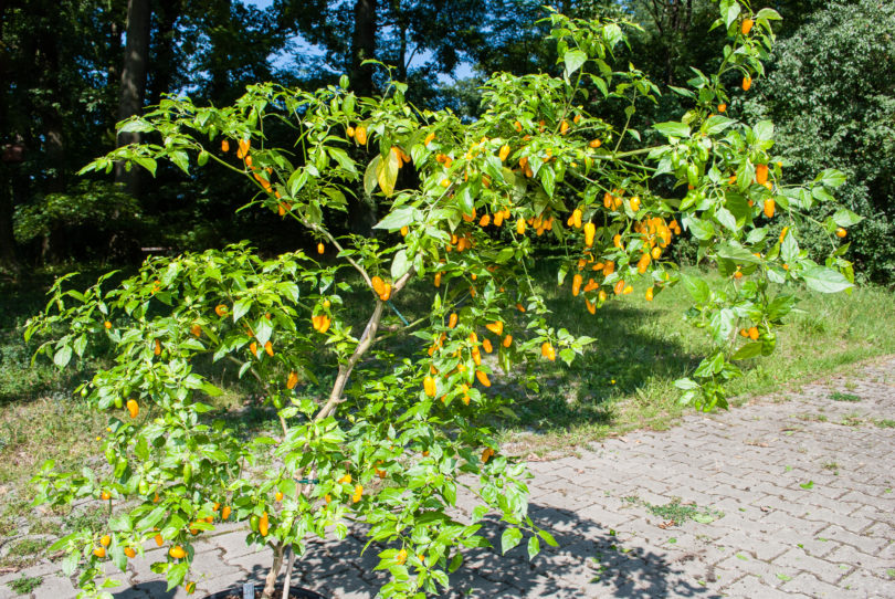 1649 - Capsicum annuum - variedad de chile