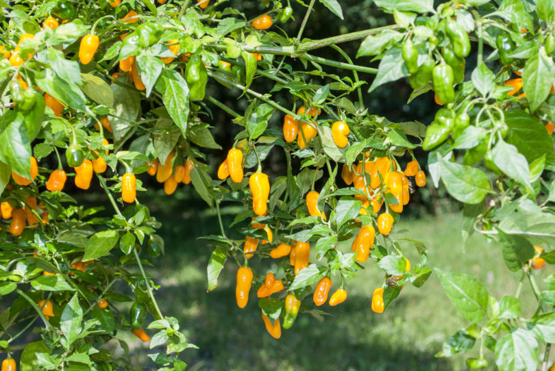 5702 - Capsicum annuum - variedad de chile