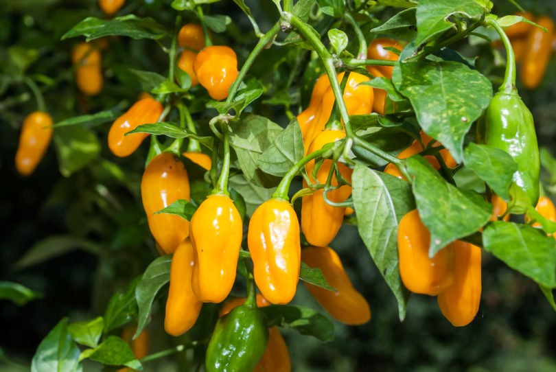 Alexinacka Babura - Capsicum annuum - variedad de chile