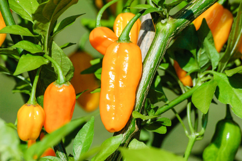 5670 - Capsicum annuum - variedad de chile