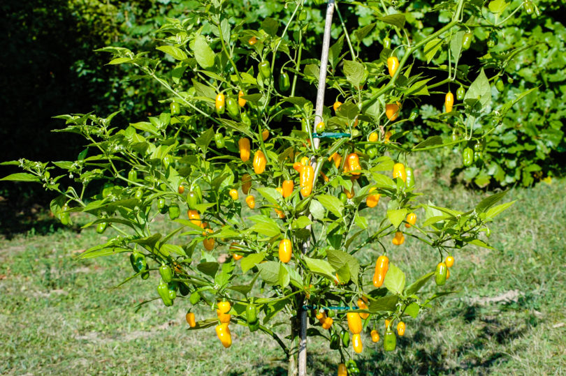 Alwin - Capsicum annuum - variedad de chile