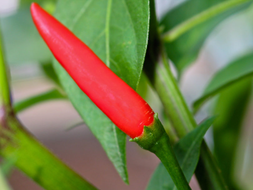 Aji - Capsicum annuum - variedad de chile