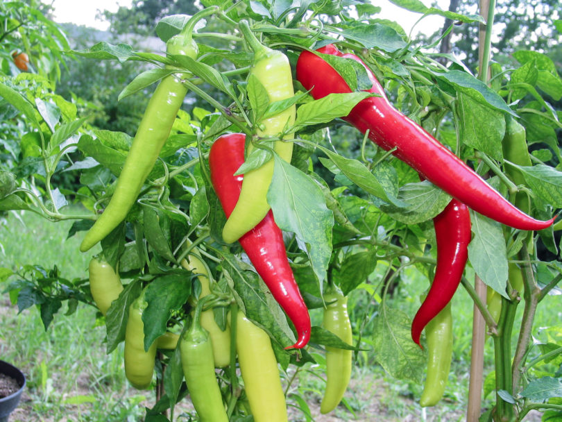 2007-CAP-AN-72 - Capsicum annuum - variedad de chile