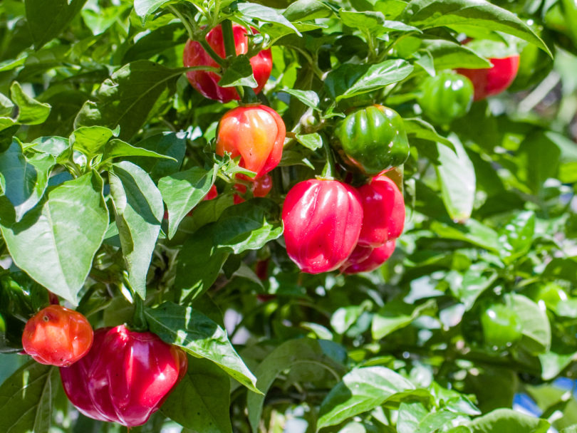 Agronomico 10 Line G24-7 - Capsicum annuum - variedad de chile