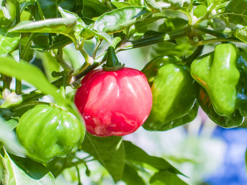 Ani 1 - Capsicum annuum - variedad de chile