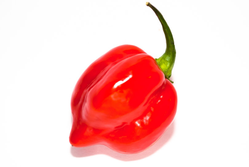 1377 - Capsicum annuum - variedad de chile