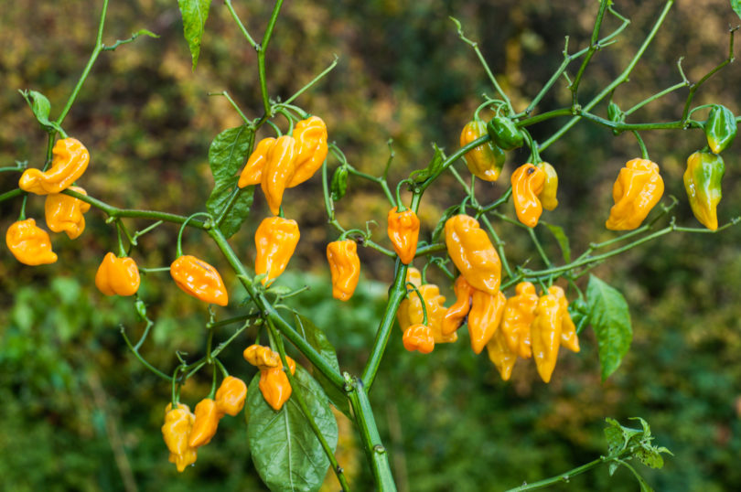 Achar - Capsicum annuum - variedad de chile