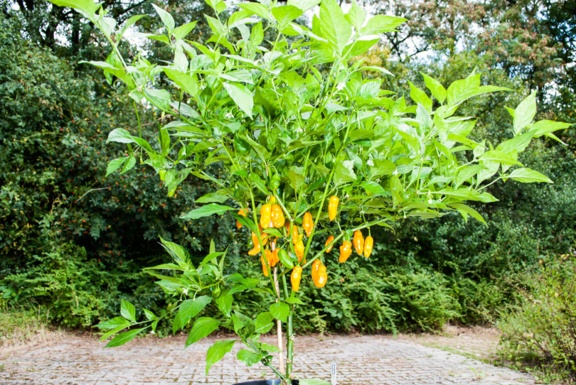 Albino - Capsicum annuum - variedad de chile