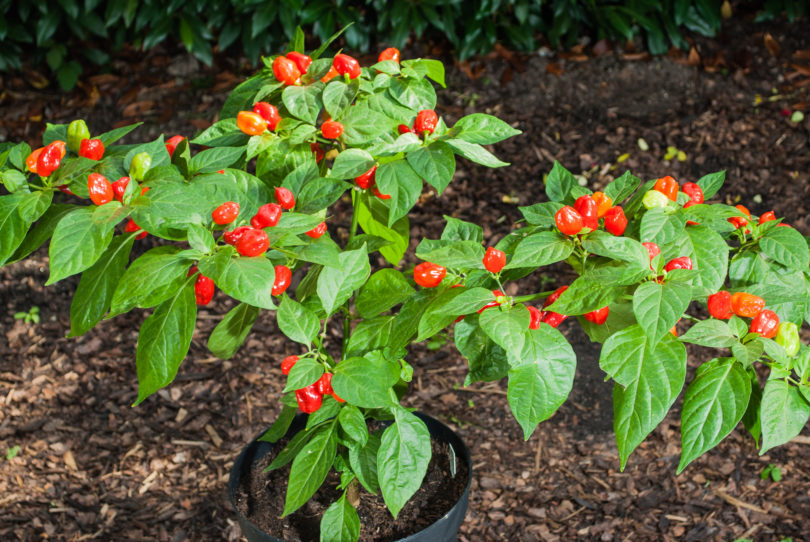 2007-CAP-AN-159 - Capsicum annuum - variedad de chile