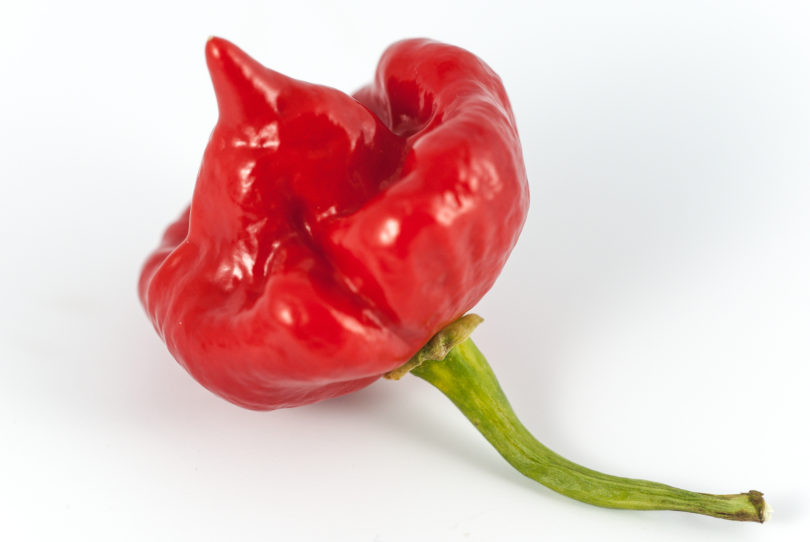 Albertirsai Tf - Capsicum annuum - variedad de chile