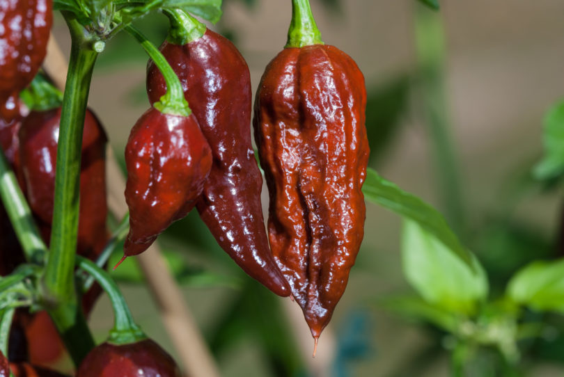 Bhut Jolokia Chocolate