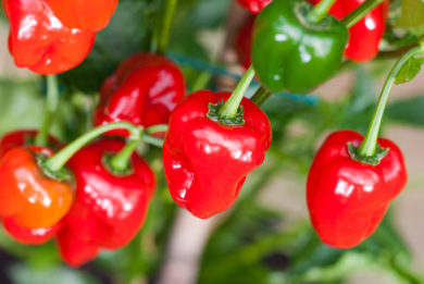 Capsicum 049 390x261